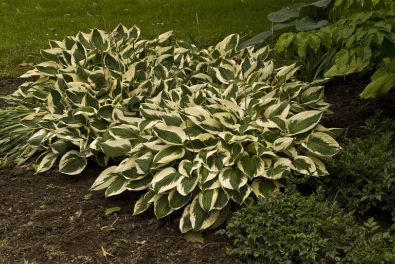 Large Patriot Hosta