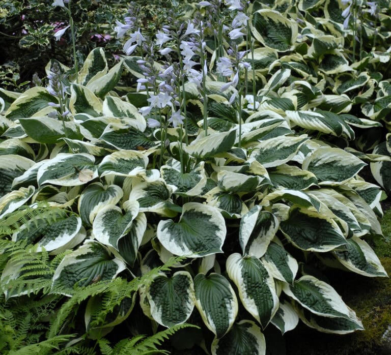 Large Patriot Hosta
