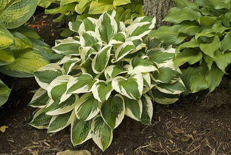 Large Patriot Hosta