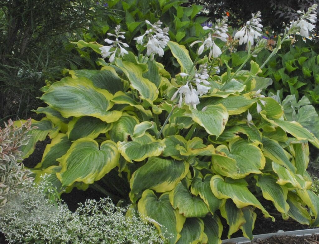 Variegated foliage of Seducer Hosta plant for sale in Lebanon PA