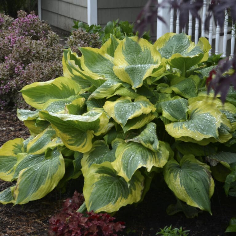 Large Seducer Hosta