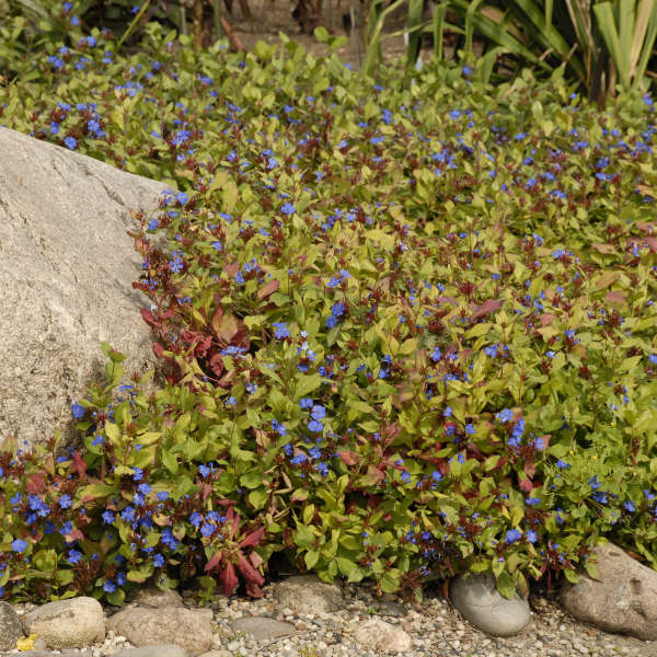 Plumbago Leadwort