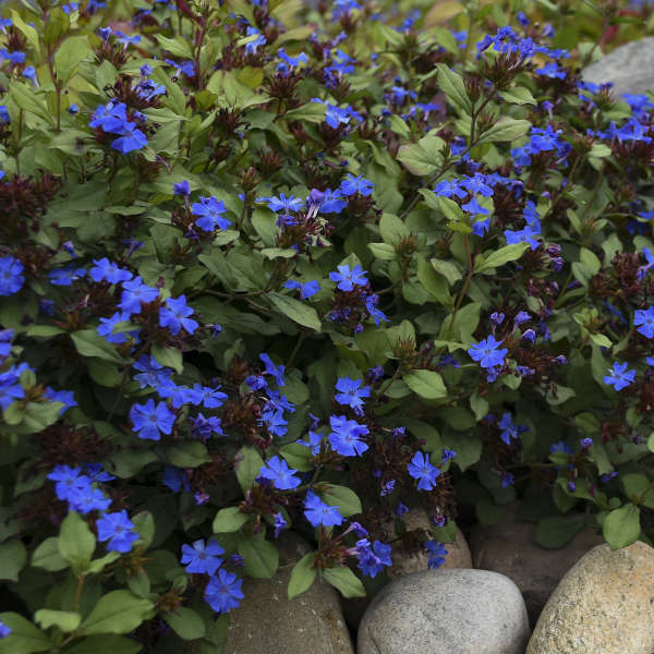 Blue flowers of Plumbago plant for sale in Lebanon PA