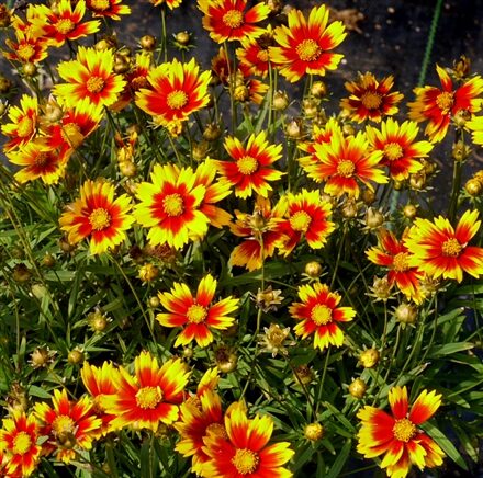 Lil Bang Daybreak Coreopsis