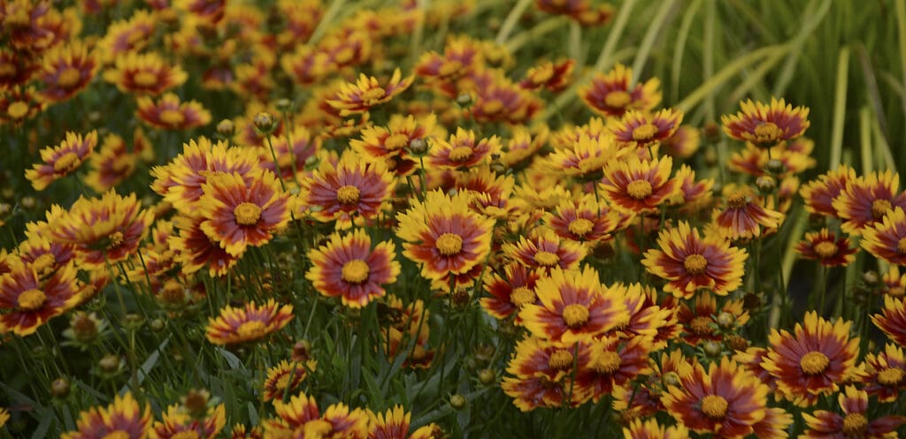 Golden/red flowers of Daybreak Coreopsis plant for sale in Lebanon PA