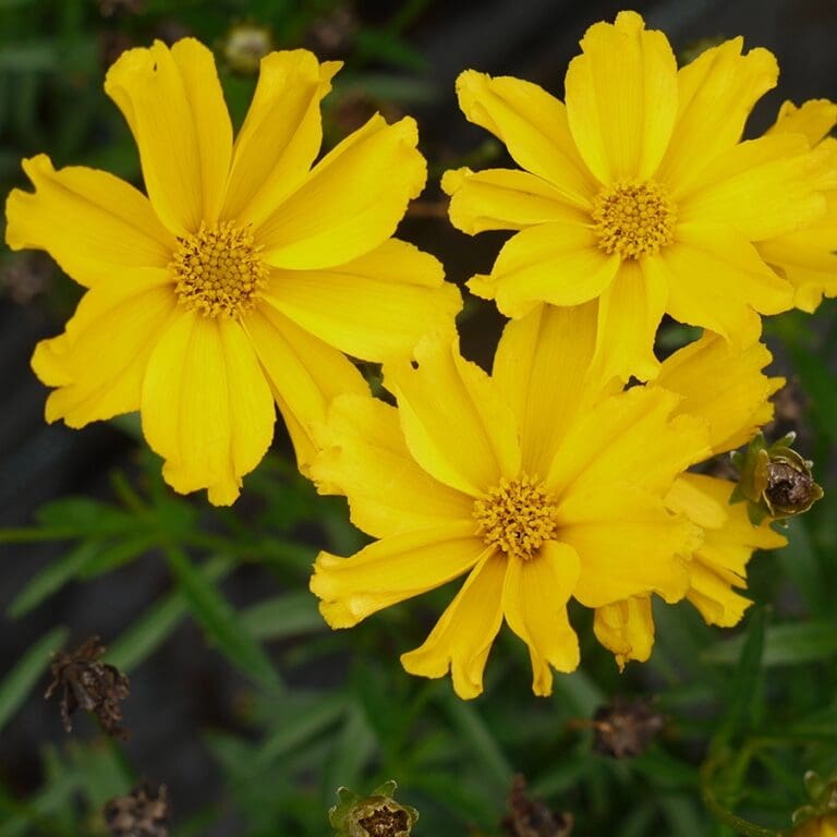 Lil Bang Goldilocks Coreopsis