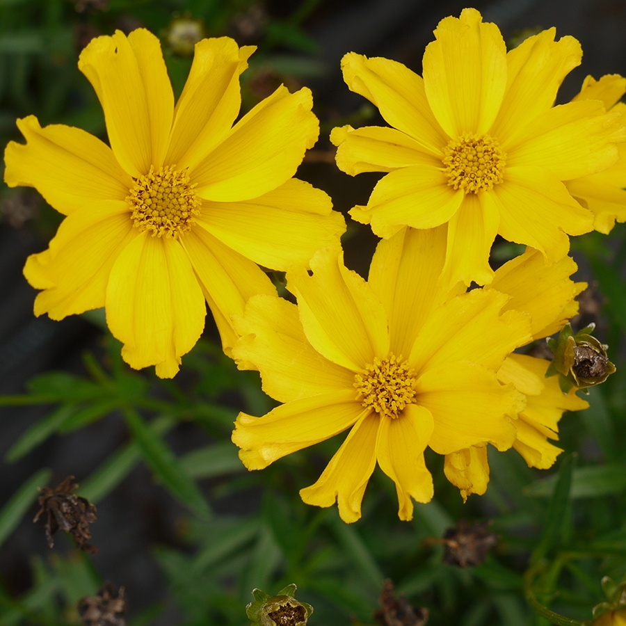 Golden flowers of Goldilocks Coreopsis plant for sale in Lebanon PA