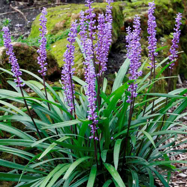 Purple Flowers of Big Blue Liriope Grass plant for sale in Lebanon PA