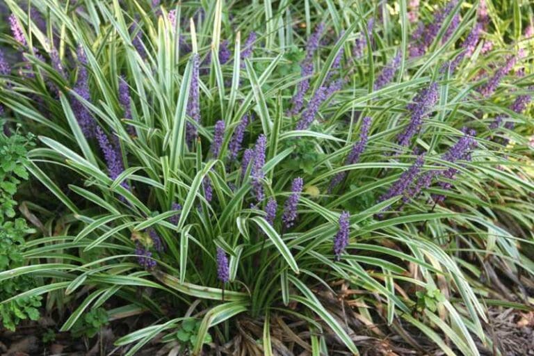 Liriope Varigated