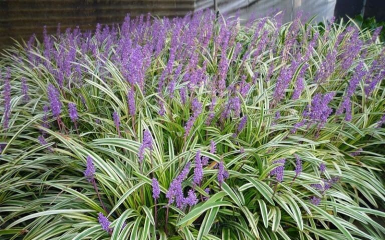 Liriope Varigated