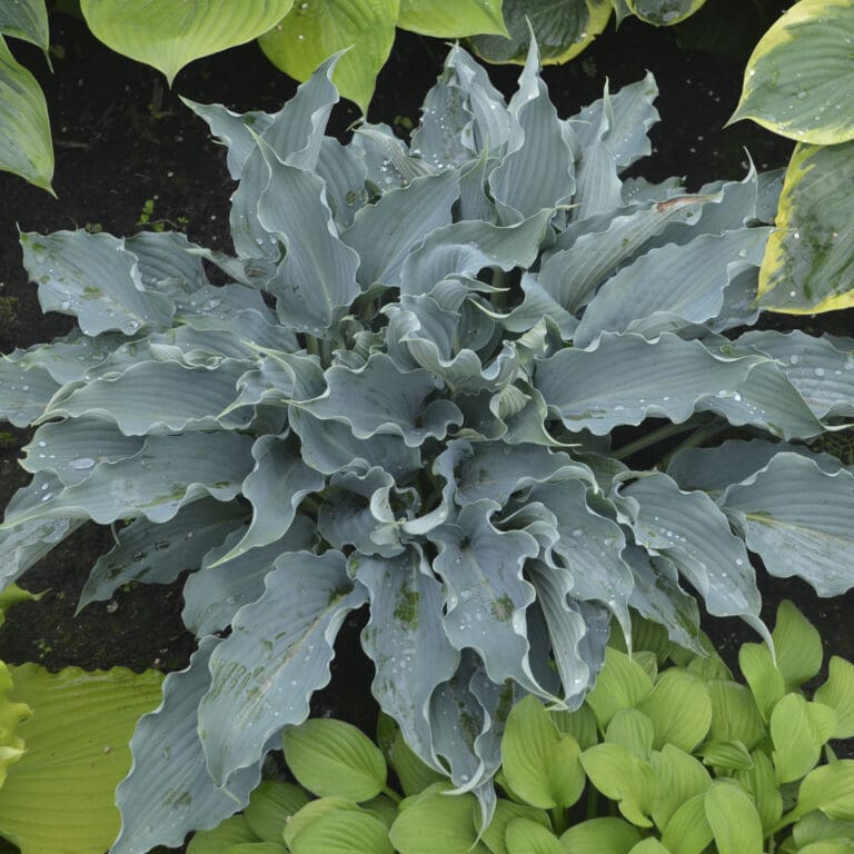 Medium Waterslide Hosta