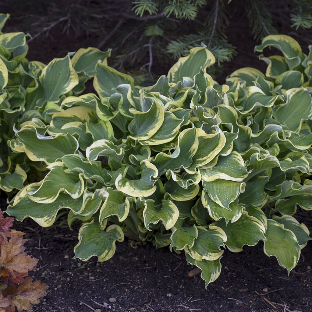 Variegated foliage of Whee! Hosta plant for sale in Lebanon PA