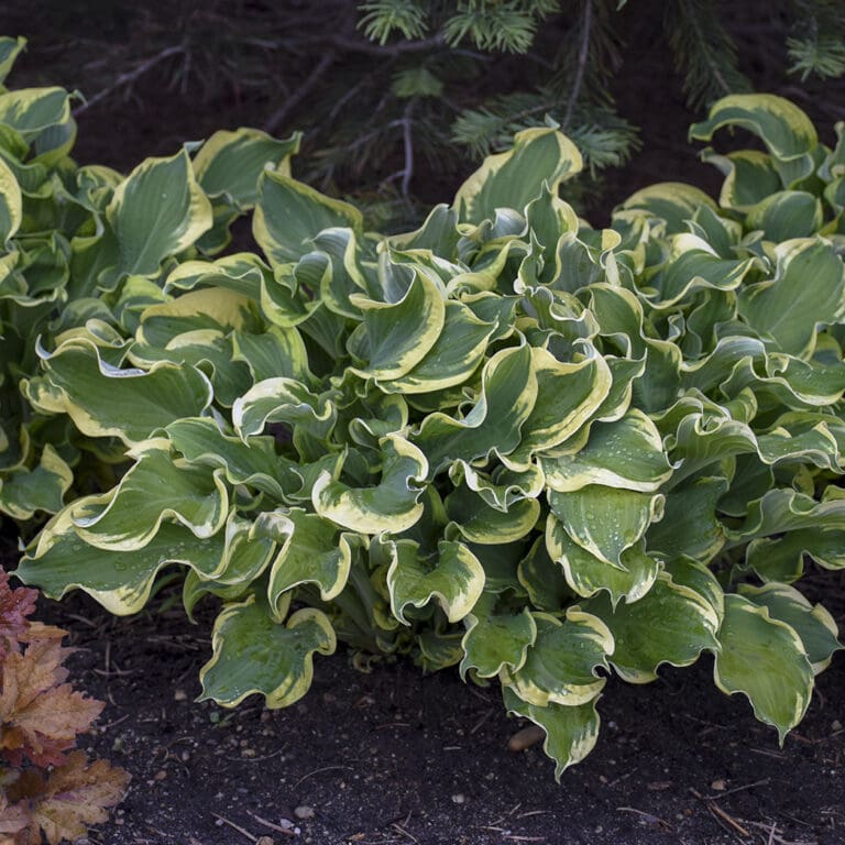Medium Wheee! Hosta