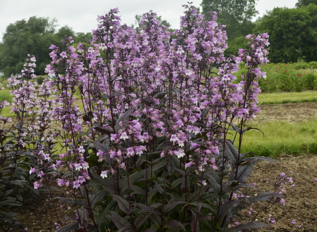 Pink flowers of Penstemon Midnight Masquerade plant for sale in Lebanon PA