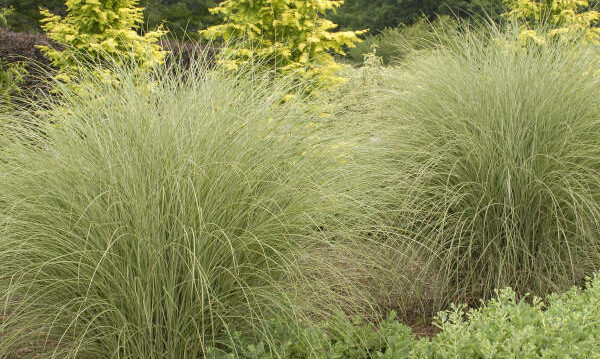 Variegated foliage of Morning Light Grass plant for sale in Lebanon PA