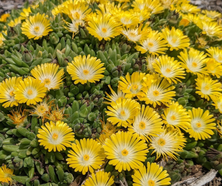 Mountain Dew Ice Plant
