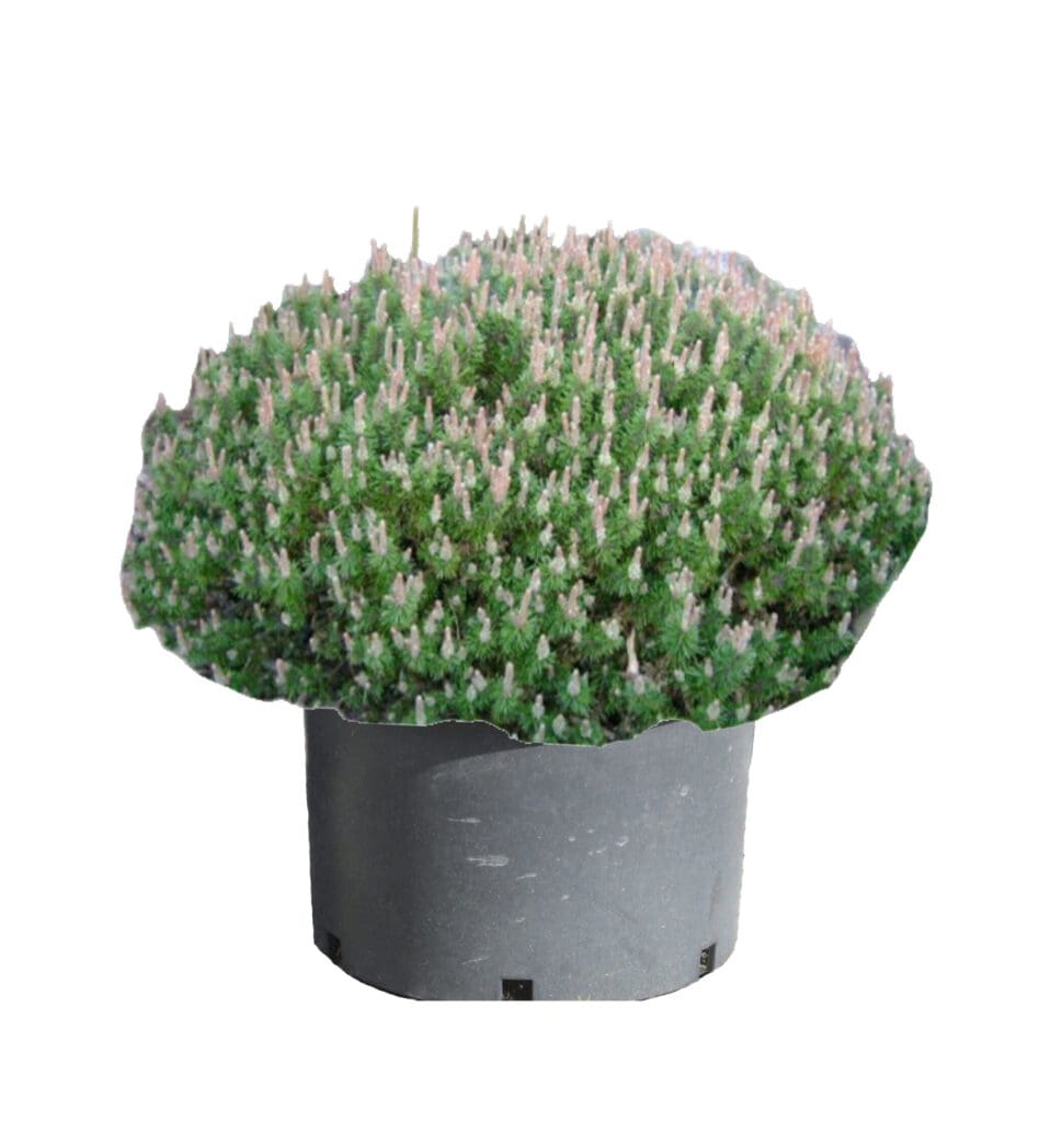 Mugo Pine Evergreen shrub for Sun