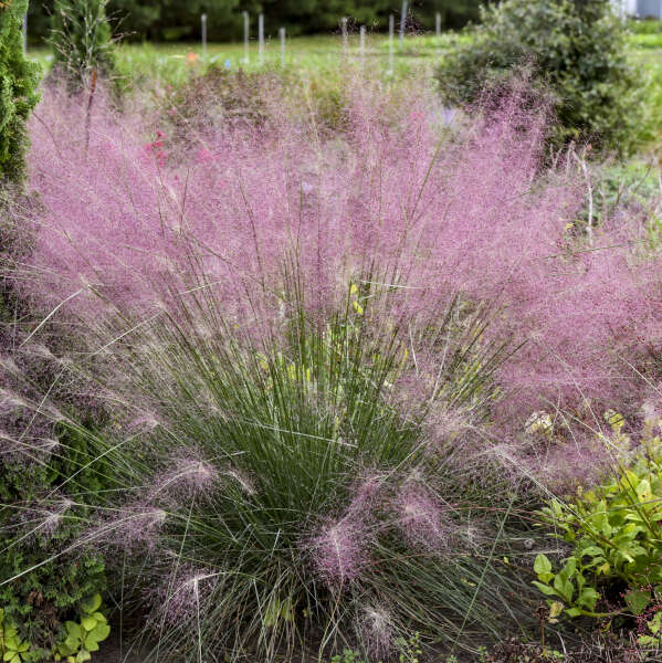 Pink plumes of Muhly Grass Undaunted plant for sale in Lebanon PA