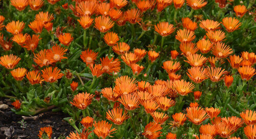 Orange flowers of Ocean Sunset Orange Vibe Ice plant for sale in Lebanon PA