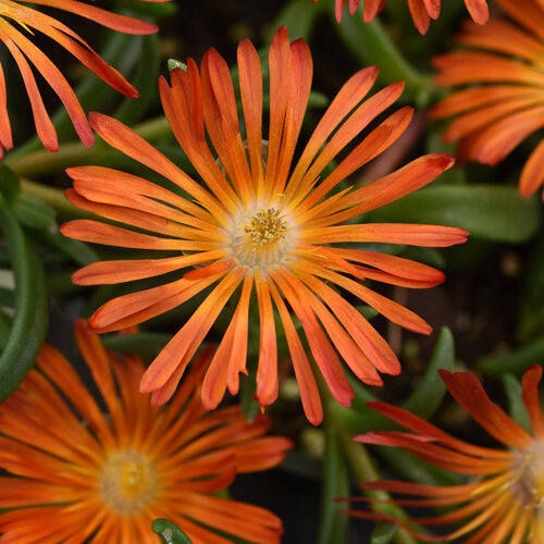 Ocean Sunset Orange Vibe Ice Plant