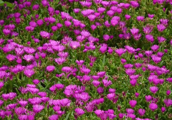 Ocean Sunset Violet Ice Plant