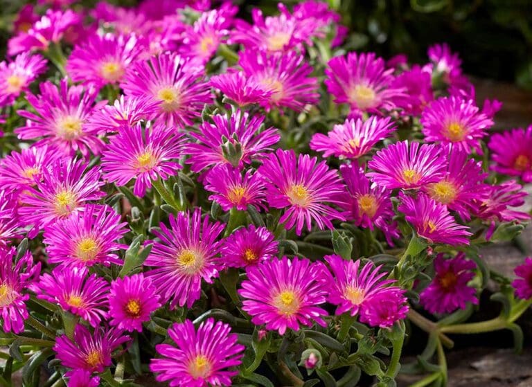 Ocean Sunset Violet Ice Plant