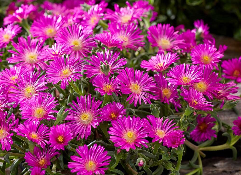 Orange flowers of Ocean Sunset Violet Ice plant for sale in Lebanon PA