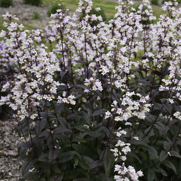 White flowers of Penstemon Onyx and Pearls plant for sale in Lebanon PA