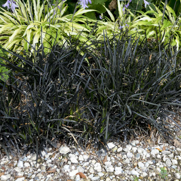 Black Mondo Grass