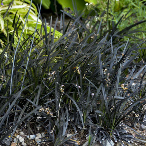 Black Mondo Grass plant for sale in Lebanon PA