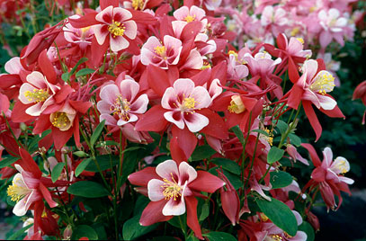 Red flowers of Columbine Kirigami Red and White plant for sale in Lebanon PA