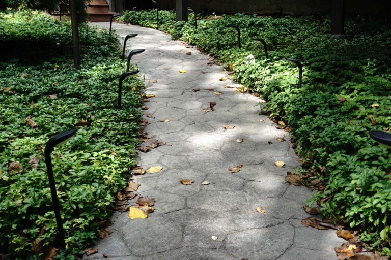 Pachysandra