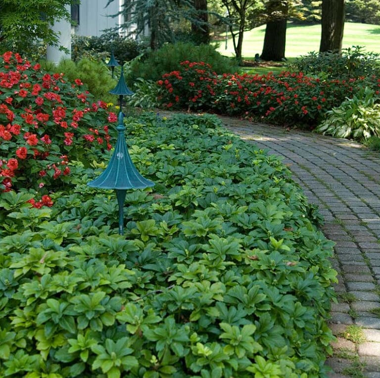 Pachysandra