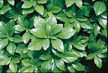 Pachysandra