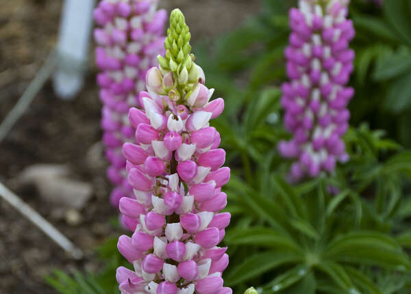 Pink flowers of Lupine Mini Gallery Pink plant for sale in Lebanon PA