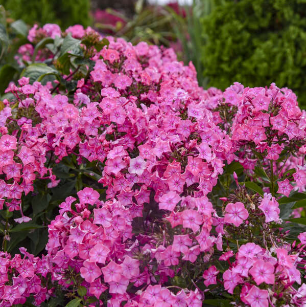 Tall Phlox Pink Lightning