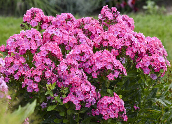 Pink flowers of Pink Lightning Tall Phlox plant for sale in Lebanon PA