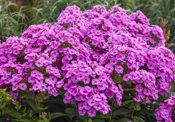 Pink flowers of Prismatic Pink Tall Phlox plant for sale in Lebanon PA