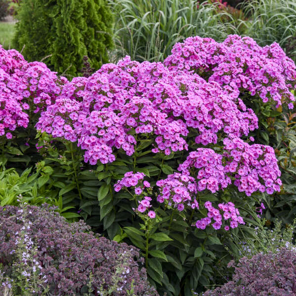 Tall Phlox Prismatic