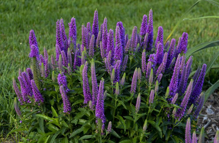 Purple Illusion Veronica
