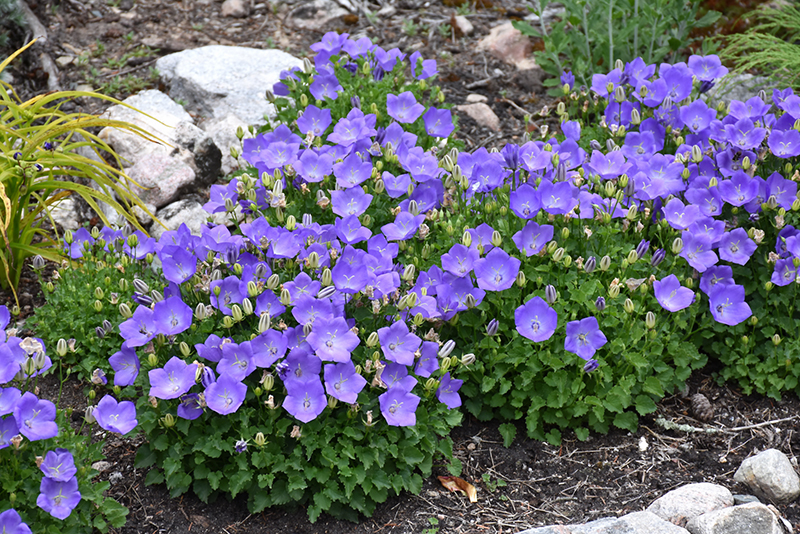 Blue flowers of Campanula Bells and Whistles plant for sale in Lebanon PA