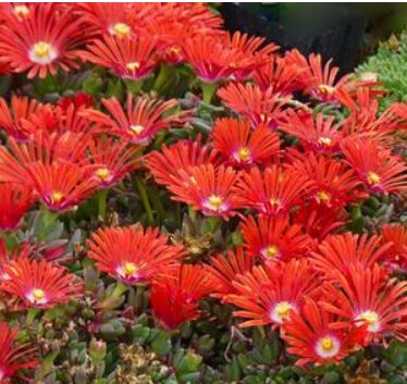 Red flowers of Red Mountain Flame Ice plant for sale in Lebanon PA