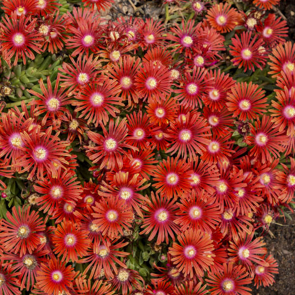 Red Mountain Flame Ice Plant