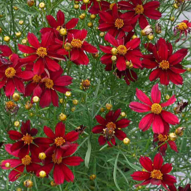 Red flowers of Red Satin Coreopsis plant for sale in Lebanon PA