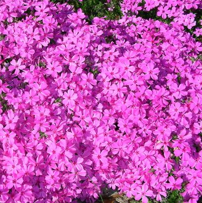 Pink flowers of Red Wings Creeping Phlox plant for sale in Lebanon PA