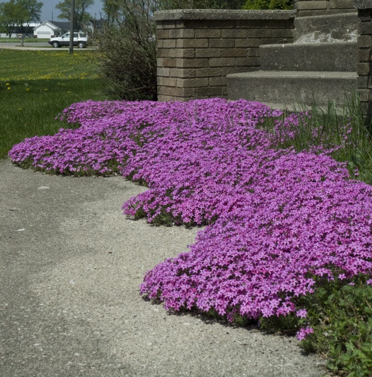 Red Wings Creeping Phlox