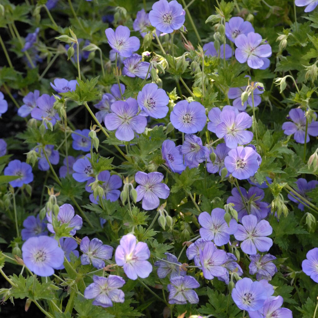 Blue flowers of Geranium Rozanne plant for sale in Lebanon PA