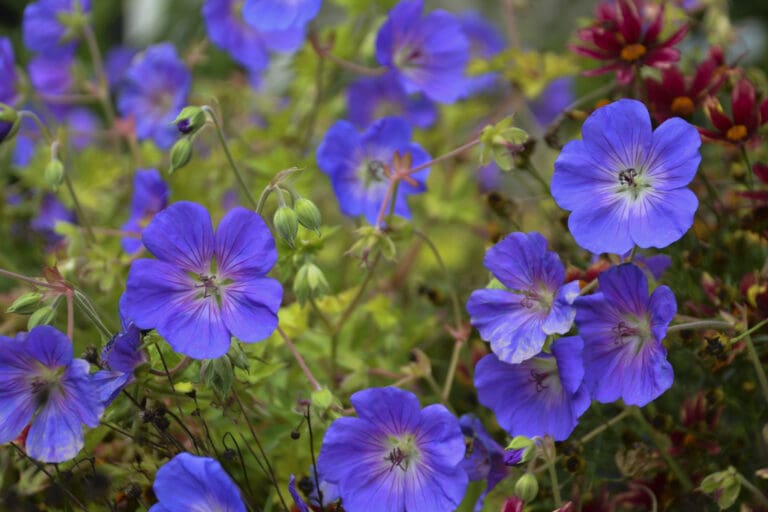 Geranium Rozanne