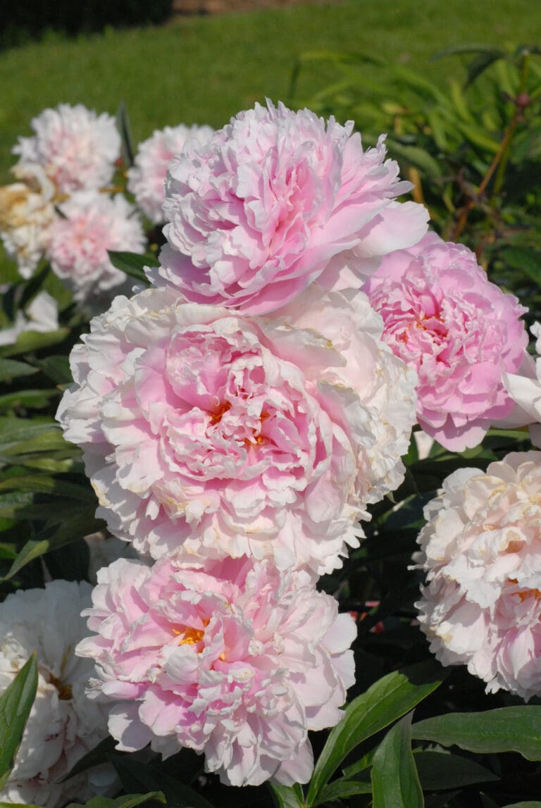 Peony Sarah Bernhardt