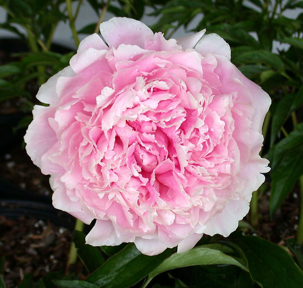 Pink flower of Sarah Bernhardt Peony plant for sale in Lebanon PA